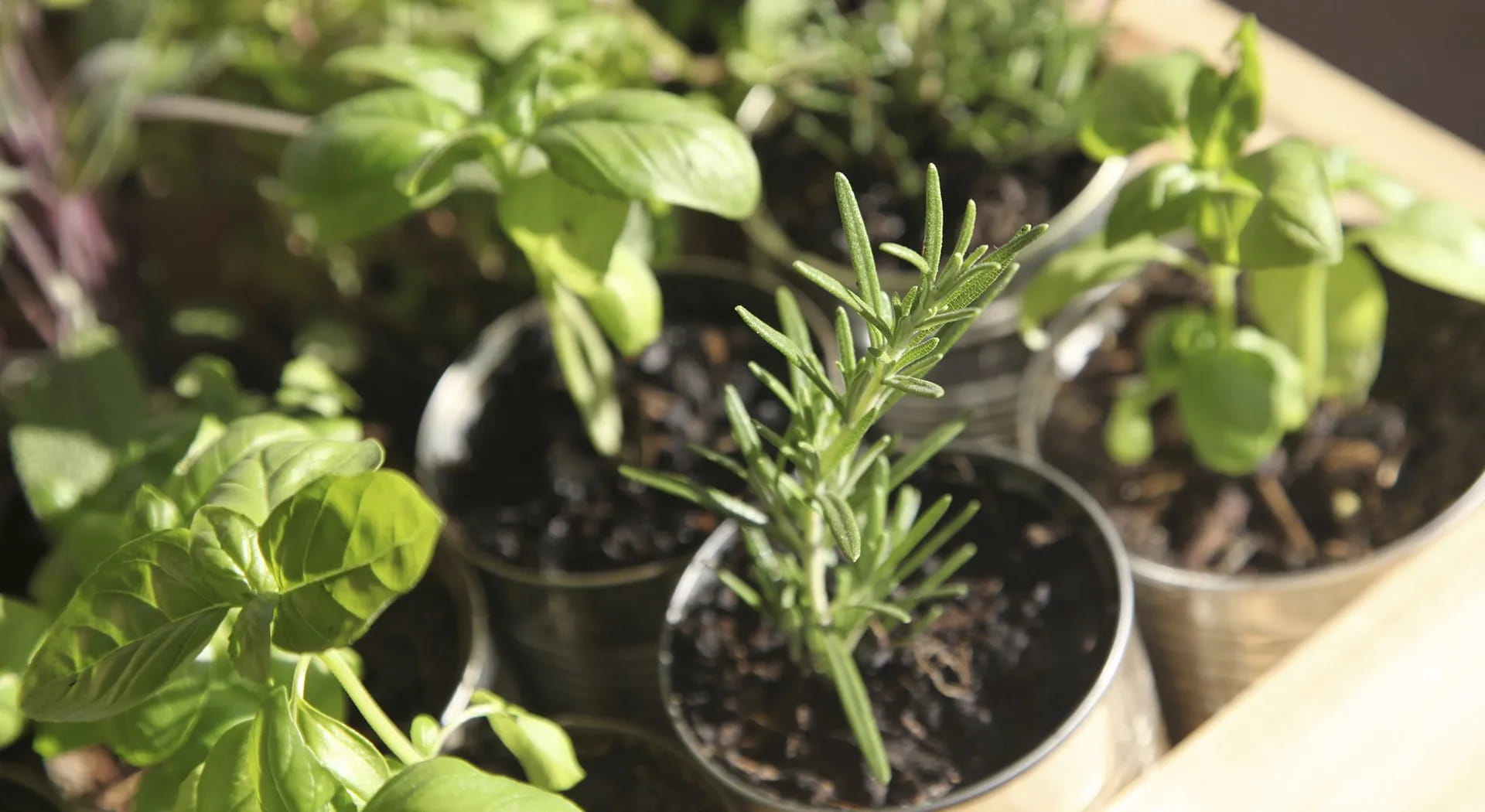 Erbe aromatiche: la guida per la grigliata perfetta